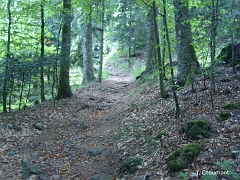 On reprend un petit sentier en quittant le Chemin des Gouttes du Ballon qui va se perdre plus loin dans la montagne